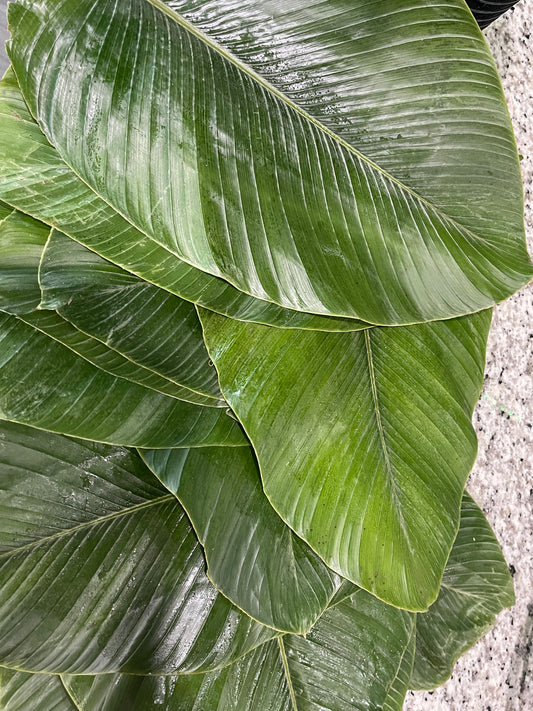 Fresh moimoi leaves